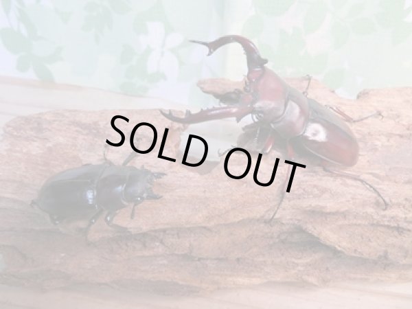 画像5: ☆新成虫☆フォルスターフタマタクワガタ(亜種ニシ)♂78ミリ♀44ミリペア販売!! (5)