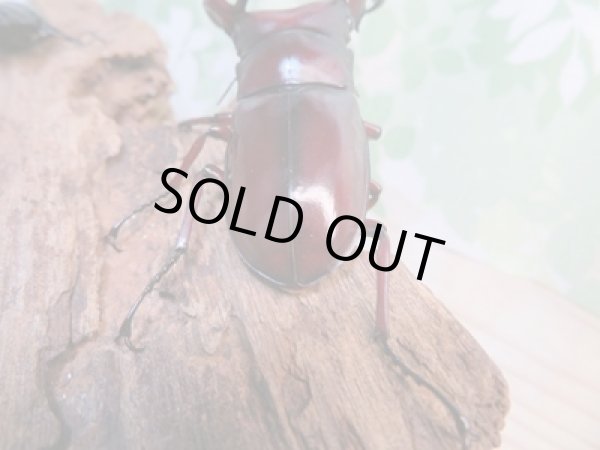 画像3: ☆新成虫☆フォルスターフタマタクワガタ(亜種ニシ)♂78ミリ♀44ミリペア販売!! (3)