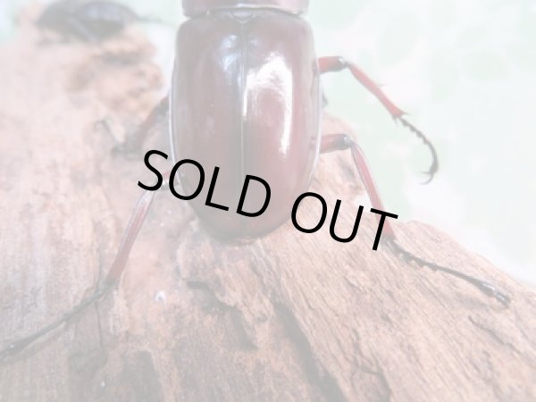 画像3: ☆新成虫☆フォルスターフタマタクワガタ(亜種ニシ)♂72ミリ♀-A´42ミリペア販売!! (3)