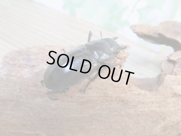 画像4: ☆新成虫☆フォルスターフタマタクワガタ(亜種ニシ)♂72ミリ♀-A´42ミリペア販売!! (4)