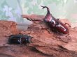 画像5: ☆新成虫☆フォルスターフタマタクワガタ（亜種ニシ）♂71ミリ♀40ミリペア販売！！ (5)