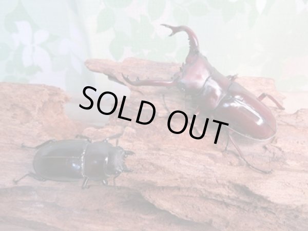 画像5: ☆新成虫☆フォルスターフタマタクワガタ(亜種ニシ)♂71ミリ♀40ミリペア販売!! (5)