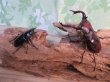 画像5: ☆新成虫☆フォルスターフタマタクワガタ（亜種ニシ）♂70ミリ♀40ミリペア販売！！ (5)