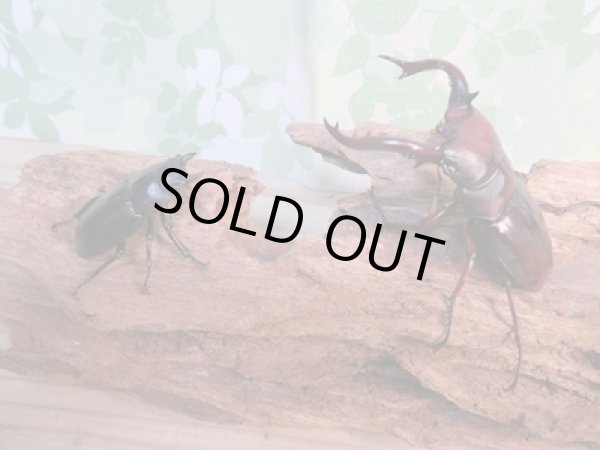 画像5: ☆新成虫☆フォルスターフタマタクワガタ(亜種ニシ)♂70ミリ♀40ミリペア販売!! (5)