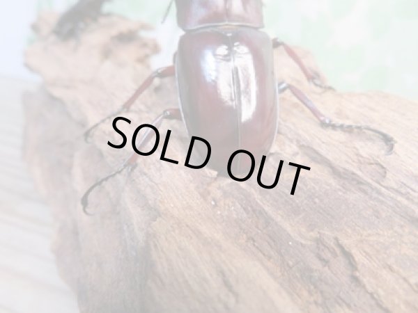 画像3: ☆新成虫☆フォルスターフタマタクワガタ(亜種ニシ)♂70ミリ♀40ミリペア販売!! (3)