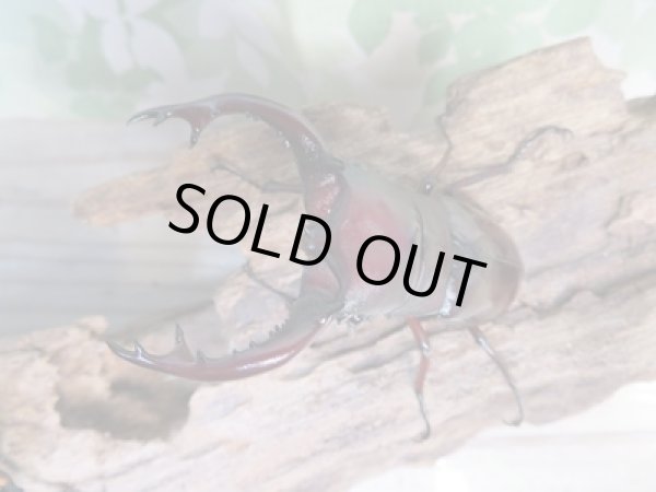 画像2: ☆新成虫☆フォルスターフタマタクワガタ(亜種ニシ)♂70ミリ♀40ミリペア販売!! (2)