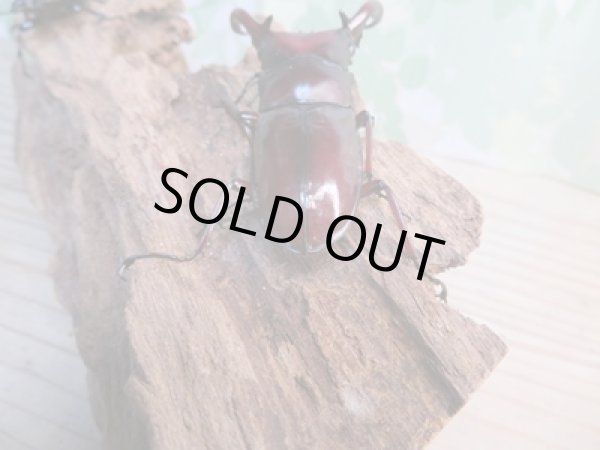 画像3: ☆新成虫☆フォルスターフタマタクワガタ(亜種ニシ)♂71ミリ♀40ミリペア販売!! (3)