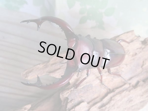 画像2: ☆新成虫☆フォルスターフタマタクワガタ(亜種ニシ)♂78ミリ♀44ミリペア販売!! (2)