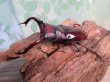 画像1: ☆新成虫☆フォルスターフタマタクワガタ（亜種ニシ）♂71ミリ♀40ミリペア販売！！ (1)