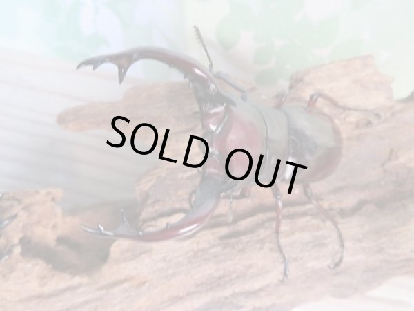 画像2: ☆新成虫☆フォルスターフタマタクワガタ(亜種ニシ)♂72ミリ♀-A´42ミリペア販売!! (2)