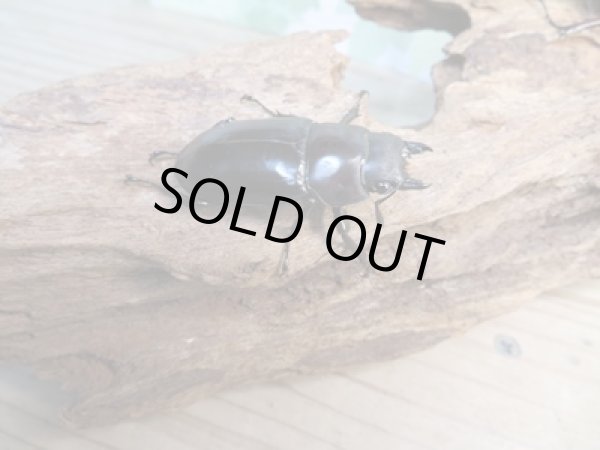 画像4: ☆新成虫☆フォルスターフタマタクワガタ(亜種ニシ)♂71ミリ♀40ミリペア販売!! (4)