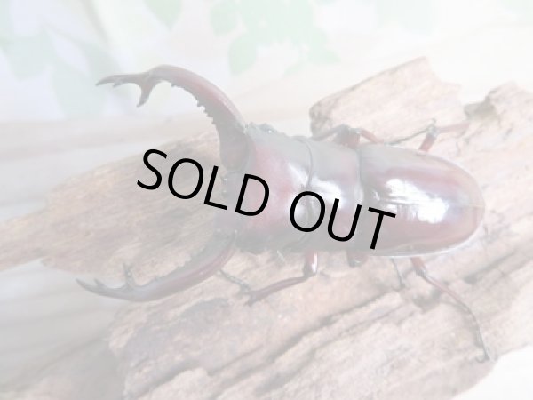 画像2: ☆新成虫☆フォルスターフタマタクワガタ(亜種ニシ)♂71ミリ♀40ミリペア販売!! (2)