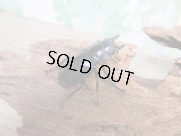 画像4: ☆新成虫☆フォルスターフタマタクワガタ(亜種ニシ)♂70ミリ♀40ミリペア販売!! (4)