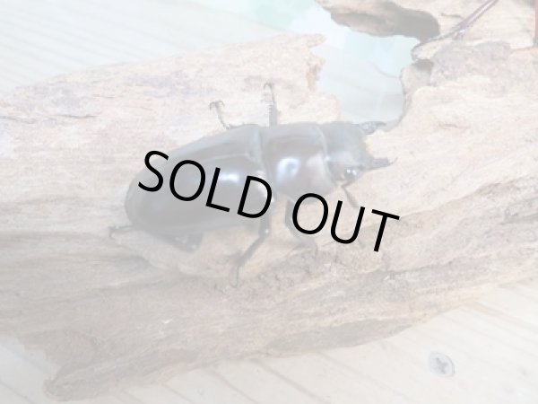 画像4: ☆新成虫☆フォルスターフタマタクワガタ(亜種ニシ)♂78ミリ♀44ミリペア販売!! (4)