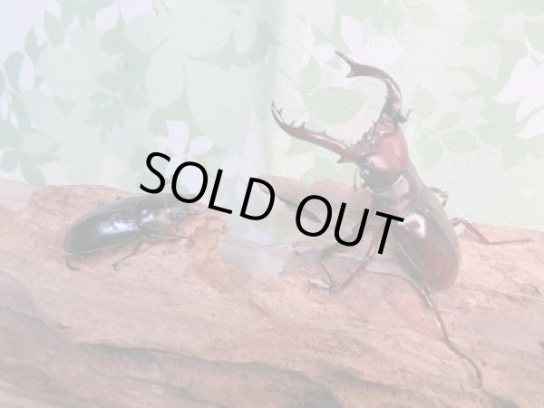 画像5: ☆新成虫☆フォルスターフタマタクワガタ(亜種ニシ)♂72ミリ♀-A´42ミリペア販売!! (5)