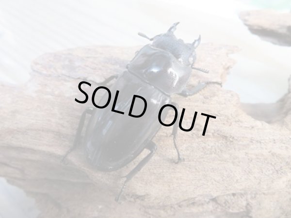 画像4: 新成虫☆ホワイトアイ☆マンディブラリスフタマタクワガタ(赤マンディ)♂70ミリ♀42ミリペア販売!! (4)