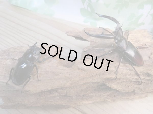 画像5: 新成虫☆ホワイトアイ☆マンディブラリスフタマタクワガタ(赤マンディ)♂70ミリ♀42ミリペア販売!! (5)