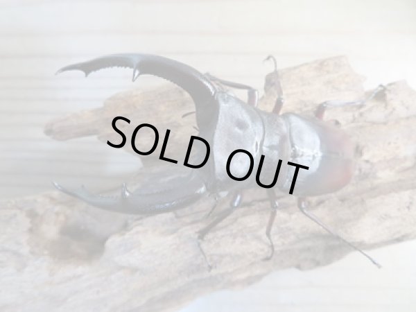 画像2: 新成虫☆ホワイトアイ☆マンディブラリスフタマタクワガタ(赤マンディ)♂91ミリ♀48ミリペア販売!! (2)