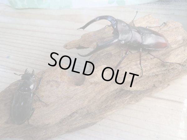 画像5: 新成虫☆ホワイトアイ☆マンディブラリスフタマタクワガタ(赤マンディ)♂91ミリ♀48ミリペア販売!! (5)