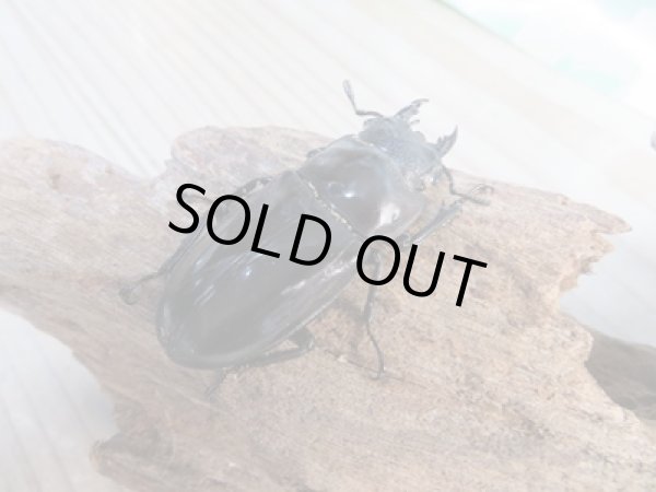 画像4: 新成虫☆ホワイトアイ☆マンディブラリスフタマタクワガタ(赤マンディ)♂91ミリ♀48ミリペア販売!! (4)