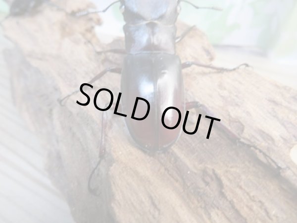 画像3: 新成虫☆ホワイトアイ☆マンディブラリスフタマタクワガタ(赤マンディ)♂70ミリ♀42ミリペア販売!! (3)