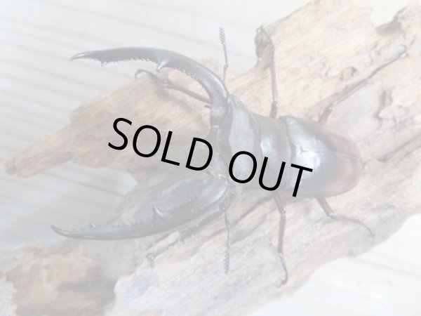 画像2: 新成虫☆ホワイトアイ☆マンディブラリスフタマタクワガタ(赤マンディ)♂70ミリ♀42ミリペア販売!! (2)