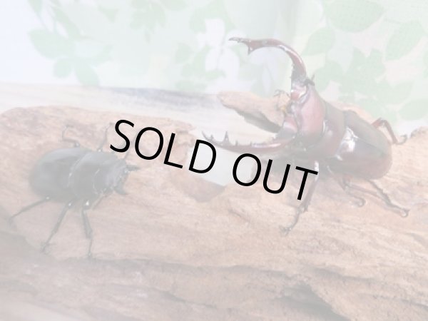 画像5: ☆新成虫☆フォルスターフタマタクワガタ(亜種ニシ)♂63ミリ♀40ミリペア販売!! (5)