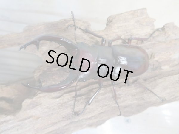 画像2: ☆新成虫☆フォルスターフタマタクワガタ(亜種ニシ)♂74ミリ♀40ミリペア販売!! (2)