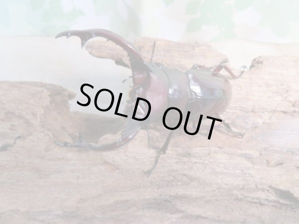 画像2: ☆新成虫☆フォルスターフタマタクワガタ(亜種ニシ)♂63ミリ♀40ミリペア販売!! (2)