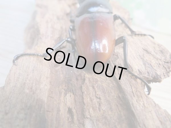 画像3: ☆新成虫☆アローコクワガタ(亜種リエン)♂68ミリ♀36ミリペア販売!! (3)