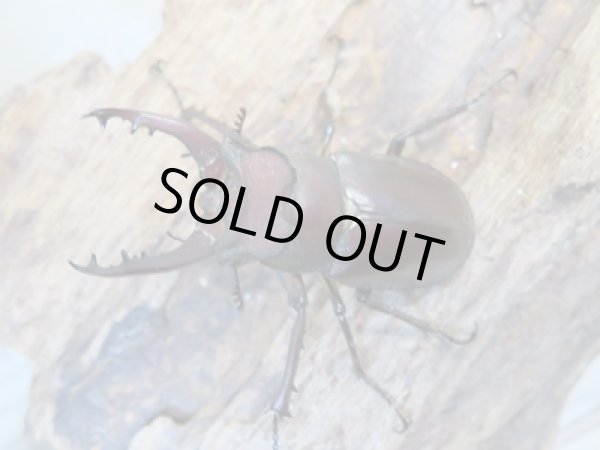 画像2: ☆25年種親用☆アマミミヤマクワガタ♂42ミリ♀30ミリペア+♀29ミリ計3頭トリオ販売!! (2)