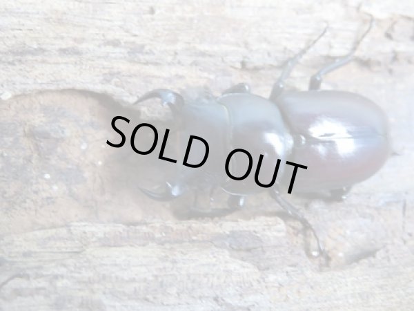 画像2: ★25年種親用★ラティオキナティブスコクワガタ♂28ミリ♀23ミリ新成虫ペア販売!! (2)