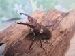 画像1: ☆25年種親用☆アマミミヤマクワガタ♂42ミリ♀30ミリペア＋♀29ミリ計3頭トリオ販売！！ (1)