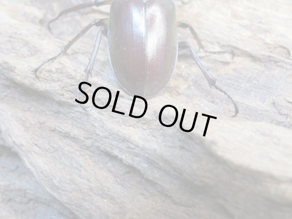 画像3: ☆25年種親用☆アマミミヤマクワガタ♂42ミリ♀30ミリペア+♀29ミリ計3頭トリオ販売!! (3)