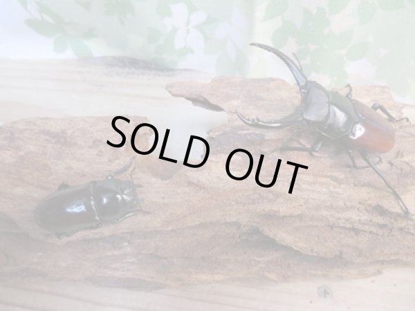 画像5: ☆新成虫☆アローコクワガタ(亜種リエン)♂68ミリ♀36ミリペア販売!! (5)