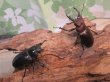 画像5: ☆25年種親用☆アマミミヤマクワガタ♂37ミリ♀27ミリペア販売！！ (5)