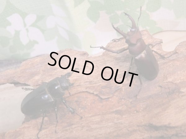 画像5: ☆25年種親用☆アマミミヤマクワガタ♂37ミリ♀27ミリペア販売!! (5)