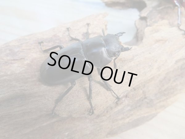 画像4: ☆新成虫☆フォルスターフタマタクワガタ(亜種ニシ)♂63ミリ♀40ミリペア販売!! (4)