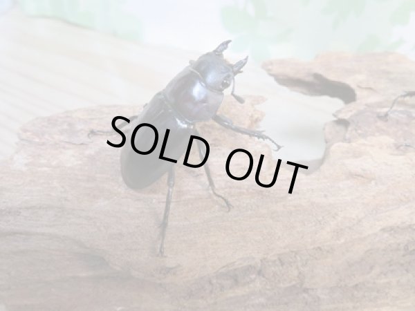 画像4: ☆新成虫☆フォルスターフタマタクワガタ(亜種ニシ)♂63ミリ♀40ミリペア販売!! (4)