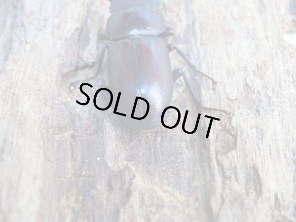 画像3: ★25年種親用★ラティオキナティブスコクワガタ♂28ミリ♀23ミリ新成虫ペア販売!! (3)