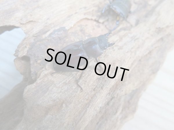 画像4: ★25年種親用★ラティオキナティブスコクワガタ♂28ミリ♀23ミリ新成虫ペア販売!! (4)