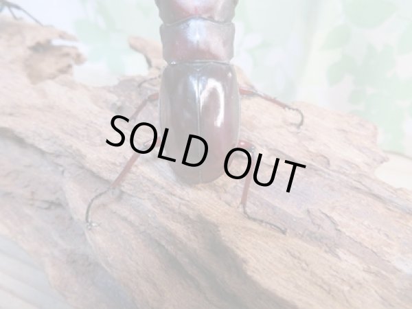 画像3: ☆新成虫☆フォルスターフタマタクワガタ(亜種ニシ)♂63ミリ♀40ミリペア販売!! (3)