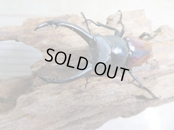 画像2: ☆新成虫☆アローコクワガタ(亜種リエン)♂68ミリ♀36ミリペア販売!! (2)