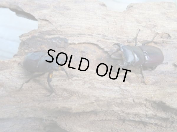 画像5: ★25年種親用★ラティオキナティブスコクワガタ♂28ミリ♀23ミリ新成虫ペア販売!! (5)