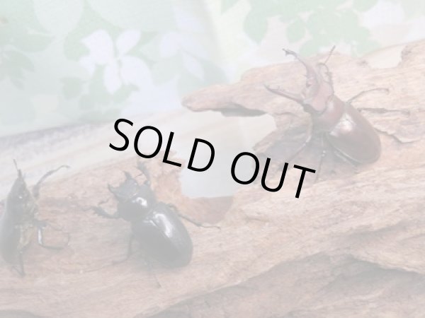 画像5: ☆25年種親用☆アマミミヤマクワガタ♂42ミリ♀30ミリペア+♀29ミリ計3頭トリオ販売!! (5)