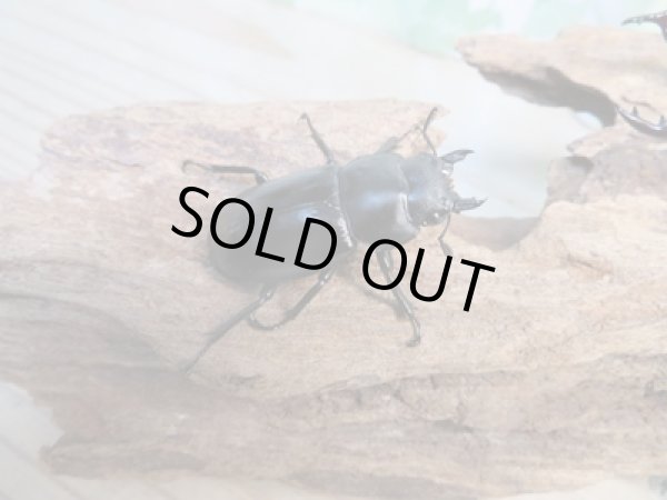 画像4: ☆新成虫☆フォルスターフタマタクワガタ(亜種ニシ)♂74ミリ♀40ミリペア販売!! (4)