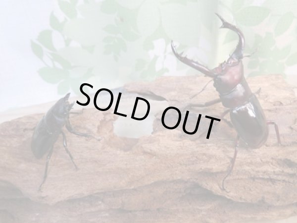 画像5: ☆新成虫☆フォルスターフタマタクワガタ(亜種ニシ)♂63ミリ♀40ミリペア販売!! (5)