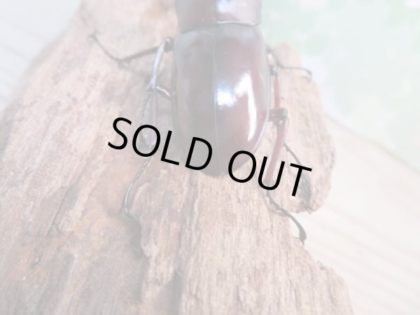 画像3: ☆新成虫☆フォルスターフタマタクワガタ(亜種ニシ)♂63ミリ♀40ミリペア販売!! (3)