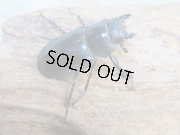 画像4: ☆25年種親用☆アマミミヤマクワガタ♂37ミリ♀27ミリペア販売!! (4)