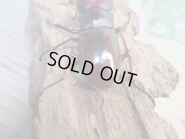 画像3: ☆新成虫☆フォルスターフタマタクワガタ(亜種ニシ)♂74ミリ♀40ミリペア販売!! (3)